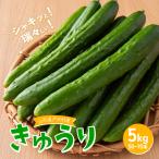 fu.... налог огурец примерно 5kg Yamagata префектура дверь .. производство овощи лето овощи .. огурец прямая поставка от производителя F7W-0502 Yamagata префектура дверь ..