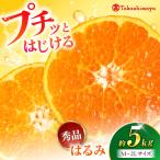 みかん はるみ 約5kg