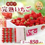 いちご 完熟 紅ほっぺ 2パック