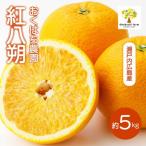 紅八朔 5kg