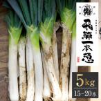 飛騨一本葱 プレミアム5キロ 15本‐20本