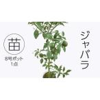 ジャバラの苗 8号ポット 1点 家庭 で 園芸