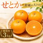 せとか 約3kg