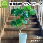 fu.... налог декоративное растение umbellata 8 номер размер 1 горшок [1768100] Кагосима префектура Minamikyushu город 