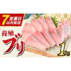 ぶり 刺身 約1 000g