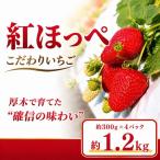 いちご 紅ほっぺ イチゴ 苺 約 1.2kg