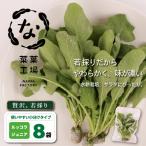 若採り ルッコラ ジュニア サラダ 水耕 葉物