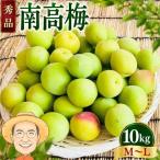 南高梅 青梅 約10kg