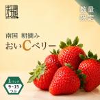 いちご 苺 紅ほっぺ 品 1パック:9~15粒