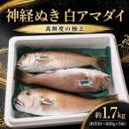 神経ぬき白アマダイ 約1.7kg