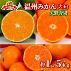 大玉 温州みかん 約 1.5kg