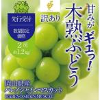 訳あり 木熟ぶどう ハレノシャイン シャインマスカット