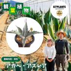 多肉植物 グアダラハラナ ガーデニング agave