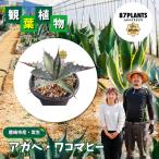 アガベ ワコマヒー 1種