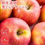 りんご 糖度選別 葉とらずサンふじ 約5kg