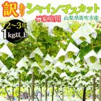 わけありシャインマスカット2房~3房 1kg以上