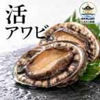 活アワビ 特大 500g