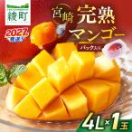完熟マンゴー 4L×1玉