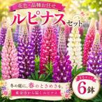 鉢 花色 品種おまかせ 4号 6鉢