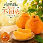不知火 約5kg