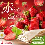 中まで真っ赤 極あまいちご よつぼし 440g