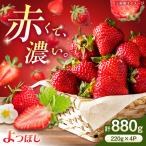 中まで真っ赤 極あまいちご よつぼし 880g