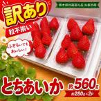 訳あり 粒不揃い とちあいか 560g