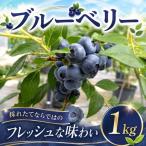 濃厚 採れたてブルーベリー 1kg