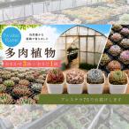園芸 4鉢 エケベリア 多肉植物