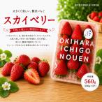 いちご スカイベリー 560g