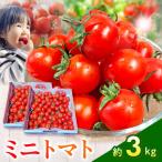 渕上農園 ミニトマト3kg_U150-0002