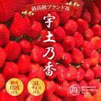 園村苺園 ★最高級苺★糖度15度以上+3Lサイズ以上★