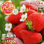恋みのり 約280g×4P