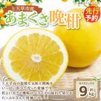 上 あまくさ晩柑 約9kg