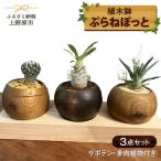 ぷらねぽっと 3点セット サボテン 多肉植物付き