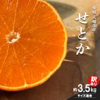 愛媛の柑橘の代名詞 せとか 訳あり約3.5kg入