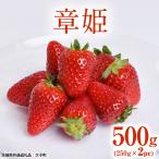 章姫 500g