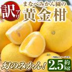 訳あり まなべみかん園の黄金柑 約2.5kg