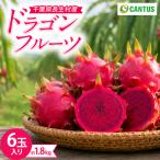 AM01-001 Cantus ドラゴンフルーツ 6玉入り