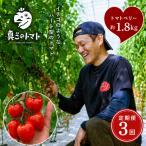 ミニトマト トマトベリー 約1.8kg