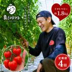 ミニトマト トマトベリー 約1.8kg