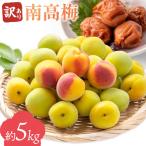 訳あり 南高梅 約5kg