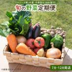 ベジーズ館の夏 冬野菜 年2回コース 7月と