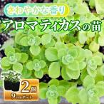 アロマティカスの苗 9cmポット×2個