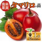 タマリロの苗 12cmポット×1個 タマリロ