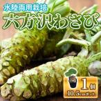 六方沢わさびの苗 10.5cmポット×1個