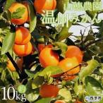 山徳農園 西宇和産せとか 10kg