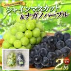 シャインマスカット ナガノパープル セット 合計1kg