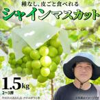 シャインマスカット 約1.5kg