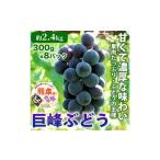 巨峰 ぶどう 8パック